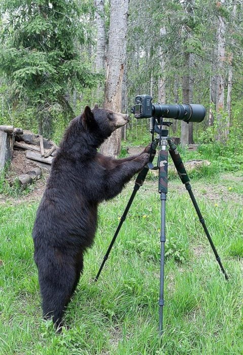 foto de un oso detrás de una cámara fotográfica 