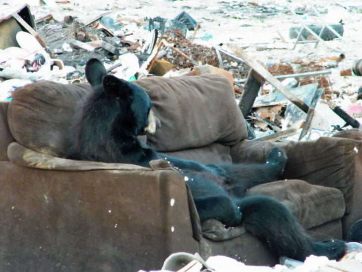 foto de un oso acostado en un sillón 