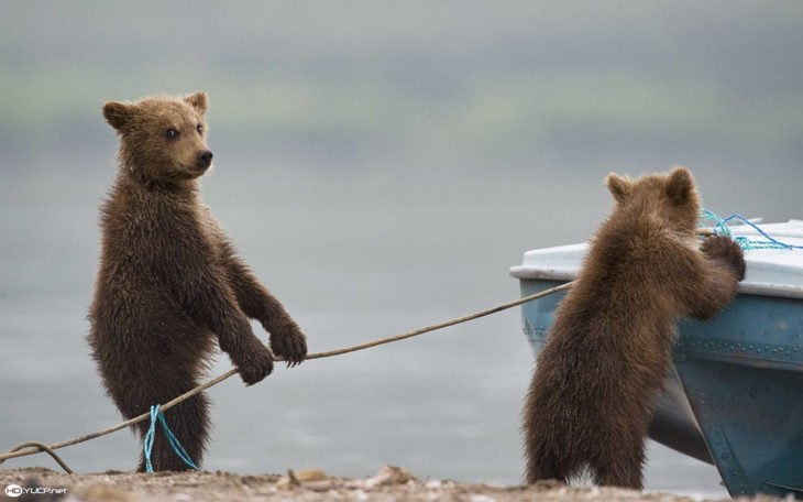 dos osos bebes jalando la cuerda de una lancha 