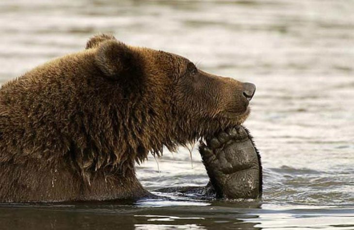 imagen de un oso dentro del agua con una pata sobre su hocico simulando que está pensando 