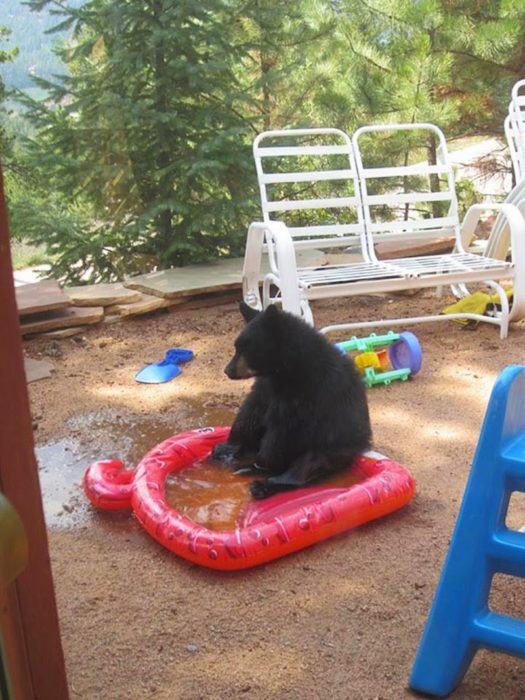 foto de un oso sentado sobre una pequeña piscina 