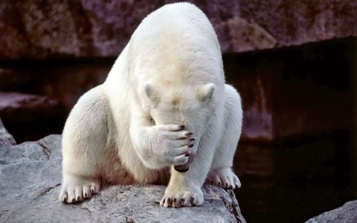 Foto de un oso blanco tapándose la cara con una pata 