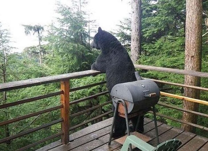 foto de un oso recargado en una terraza disfrutando de la naturaleza 