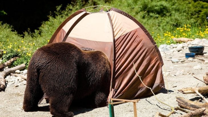 foto de un oso asomándose a una casa de campaña 