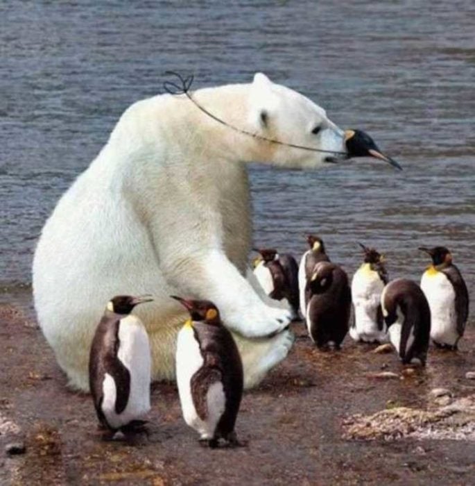 oso blanco rodeado de pingüinos 