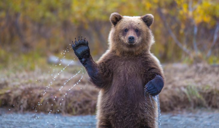 fotografía de un oso simulando que saluda con una pata 