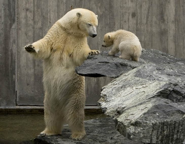 foto de un oso con su pequeño oso bebé 