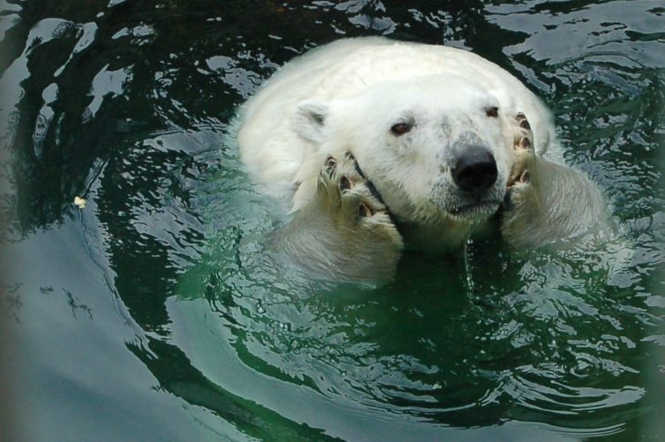 fotografía de un oso blanco dentro del agua agarrándose la cara con sus patas 