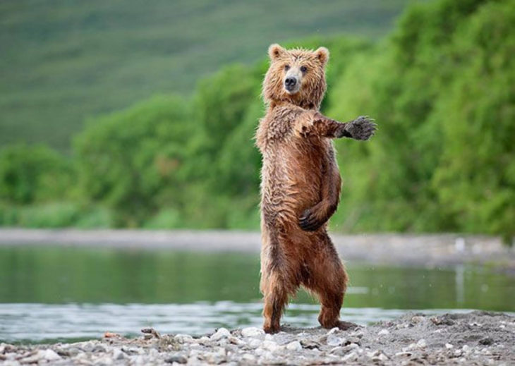 imagen de un oso cerca de un lago simulando que baila 