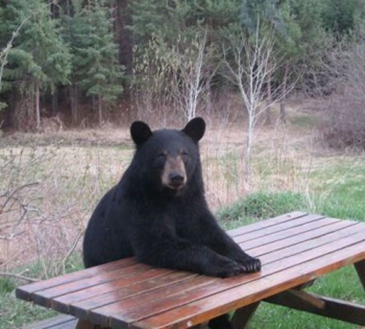 un oso negro sentado en una mesa al aire libre 