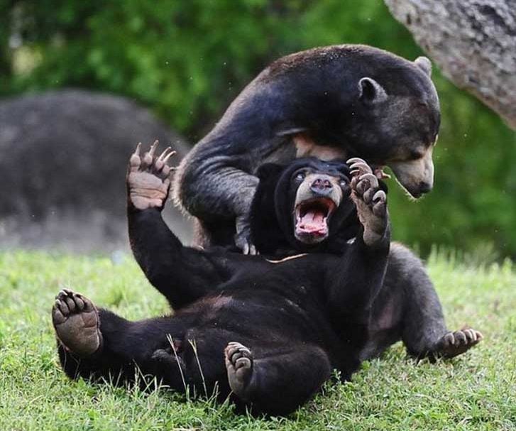 Foto de un oso arrastrando a otro sobre el piso 