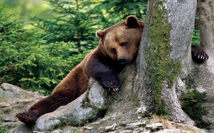 imagen de un oso acostado abrazando un árbol 