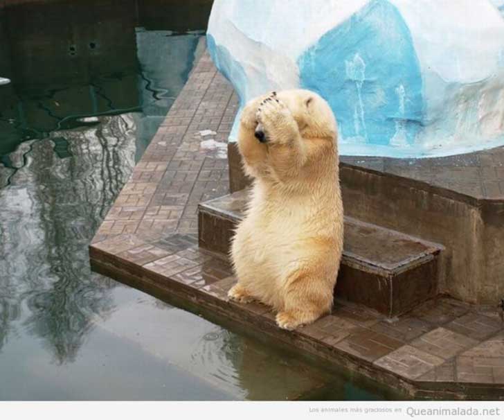 foto de un pequeño oso blanco a punto de saltar al agua 