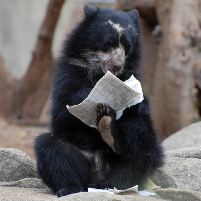 foto de un oso leyendo el periódico 