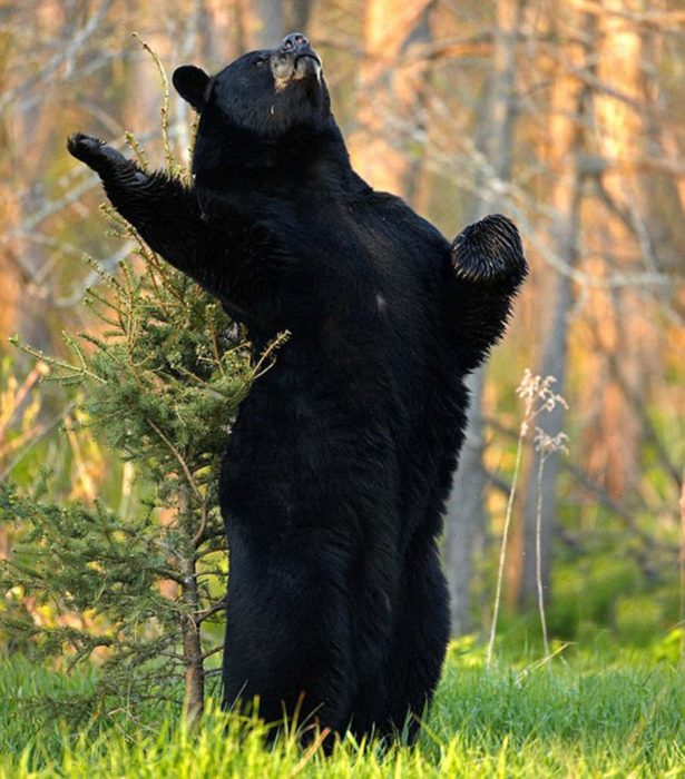 foto de un oso negro en una pose de declamación 