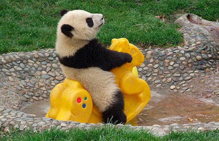 oso panda bebé jugando sobre un montable amarillo en forma de caballo 