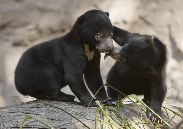 un oso bebé lamiendo la cara de otro oso bebé 