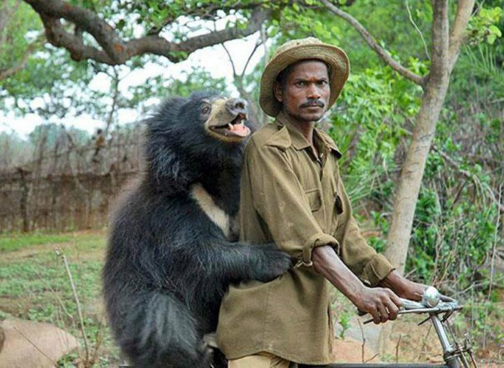 imagen de un oso montado sobre una bicicleta detrás de un hombre 