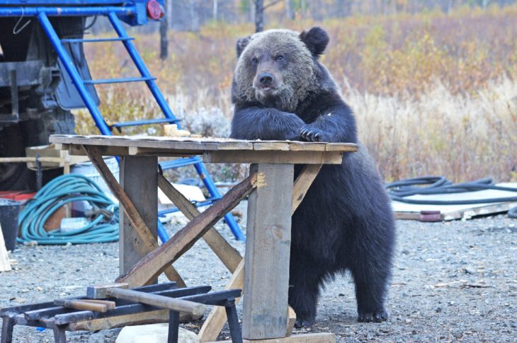 Foto de un oso recargado sobre una mesa de madera 