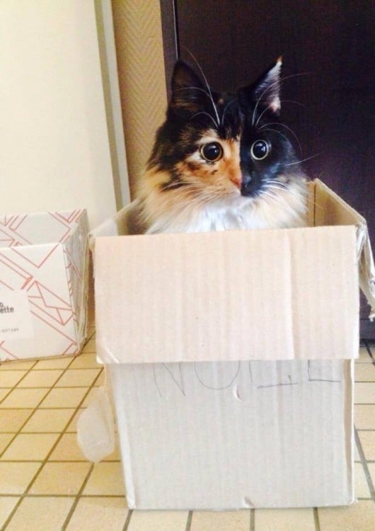 fotografía de una gatita dentro de una caja de madera 