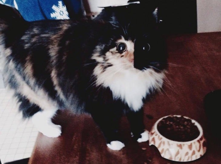 fotografía de una gatita frente a su plato de comida 