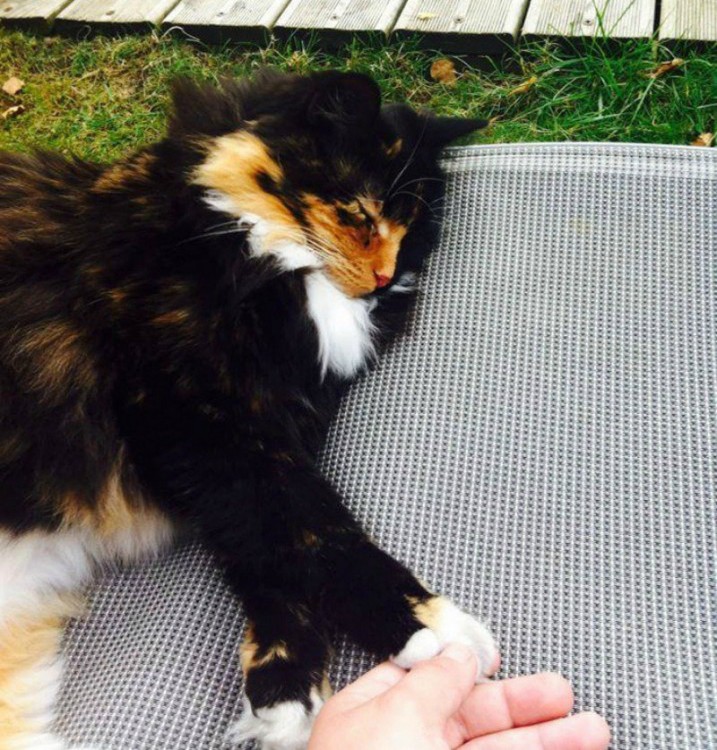 fotografía de una gatita acostada sobre un pequeño colchón 