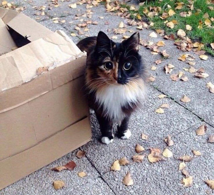 fotografía de una gatita parada a un lado de una caja de cartón 