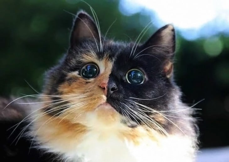 Jasmine, la gatita ciega que está conmoviendo a Internet