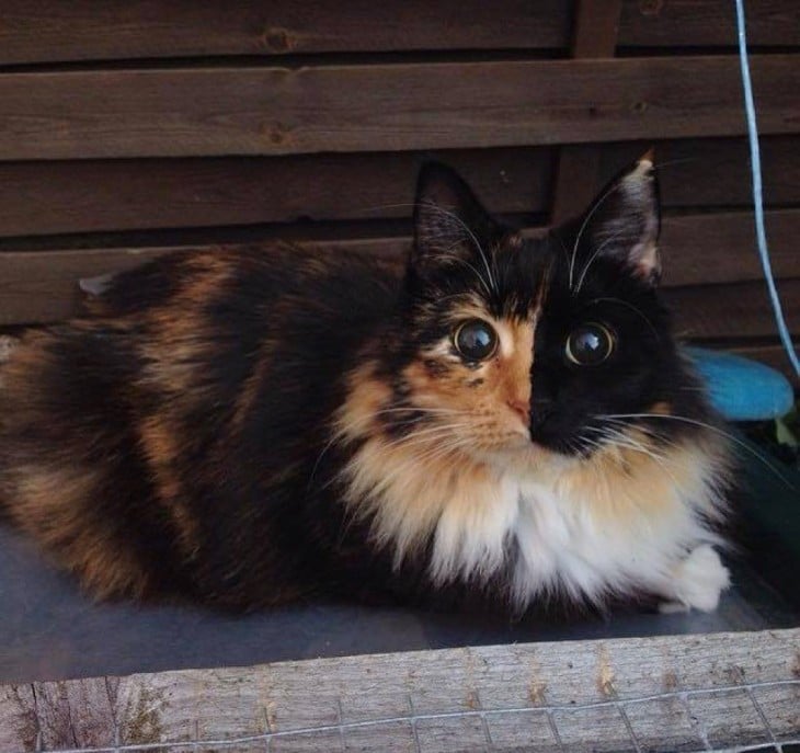 fotografía de una gatita acostada dentro de una caja de madera 