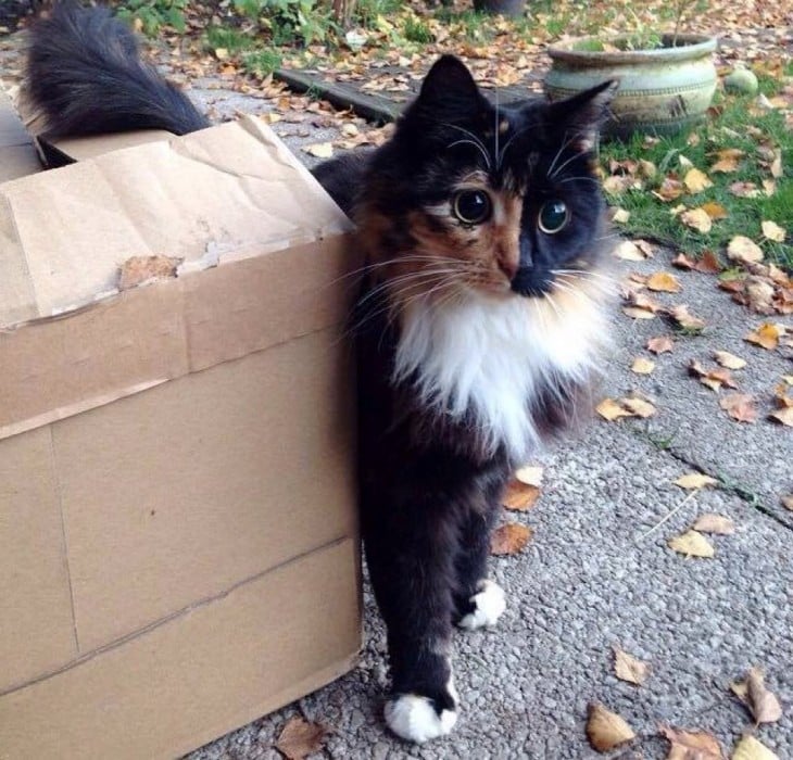 fotografía de un gatito a un costado de una caja de cartón 