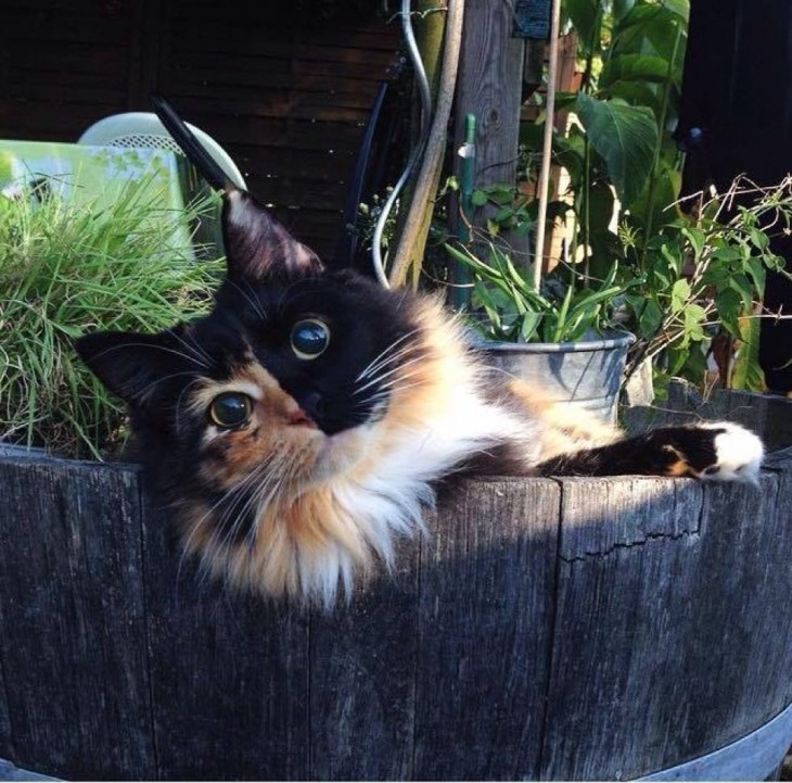 gatita ciega dentro de un balde de madera entre plantas en el patio de una casa 