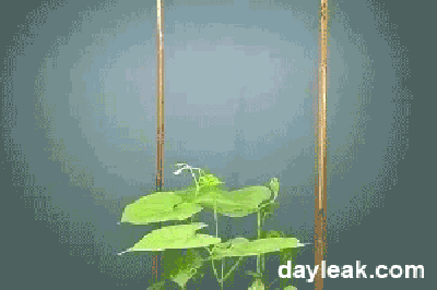 gif que muestra el crecimiento de unas plantas 