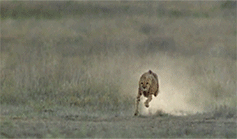 gif de un guepardo corriendo detrás de su presa 