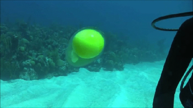así se ve el contenido de un huevo debajo del mar 