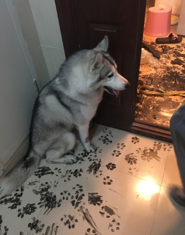 Husky rediseño un departamento con tinta china