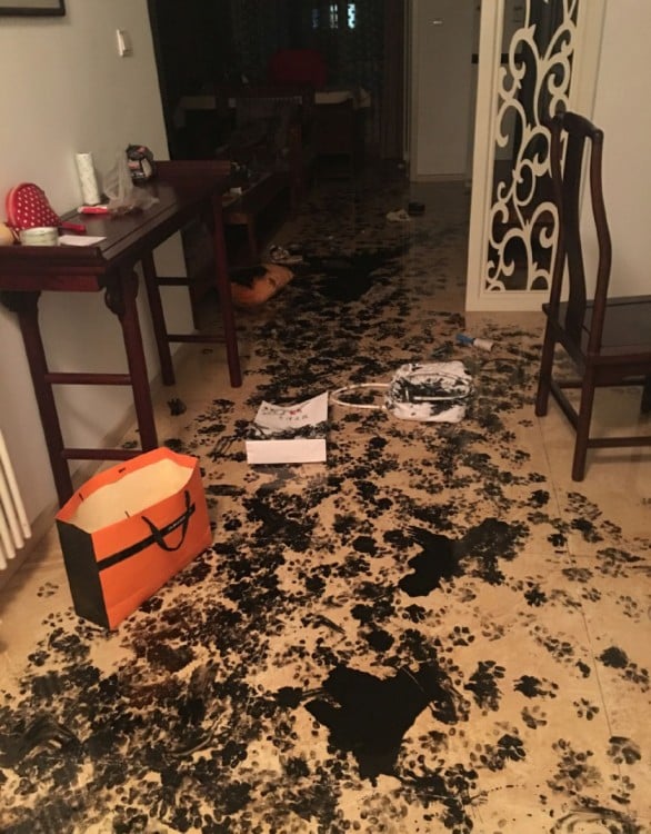 marcas de tinta china con huellas de perro por un departamento 