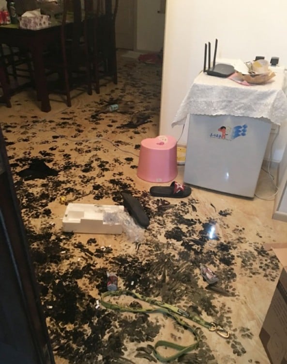 un perro husky se quedo solo en casa y mancho toda la casa con tinta china 