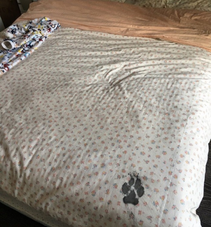 cama dentro de una recámara con la huella de un perro marcada con tinta china 