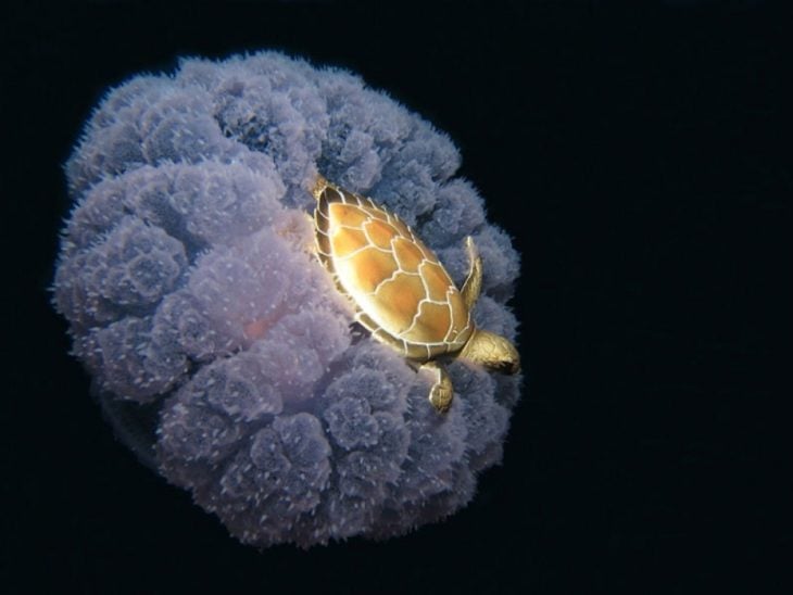 Una tortuga arriba de una medusa