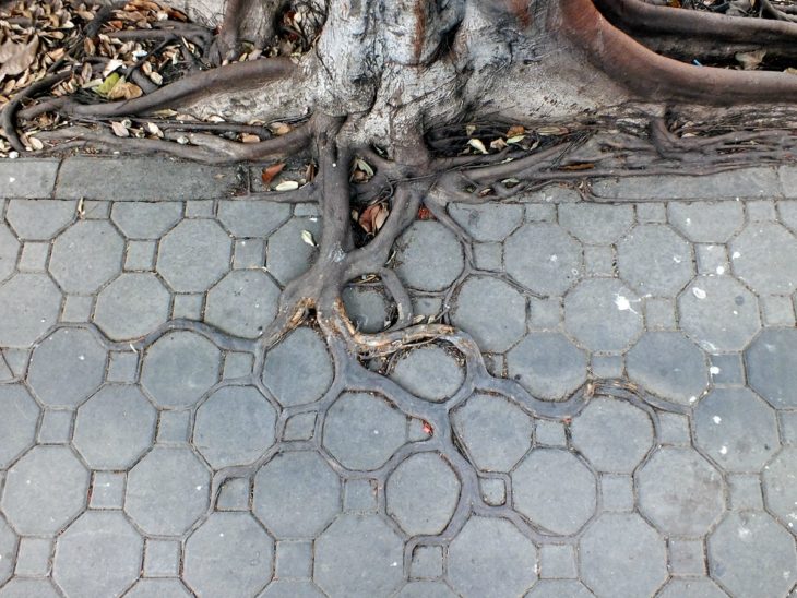 raíces del árbol acoplado a la naturaleza