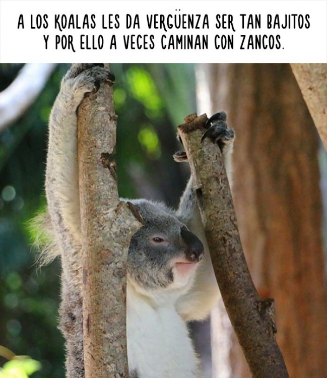 imagen de un koala con un dato curioso acerca de ellos 