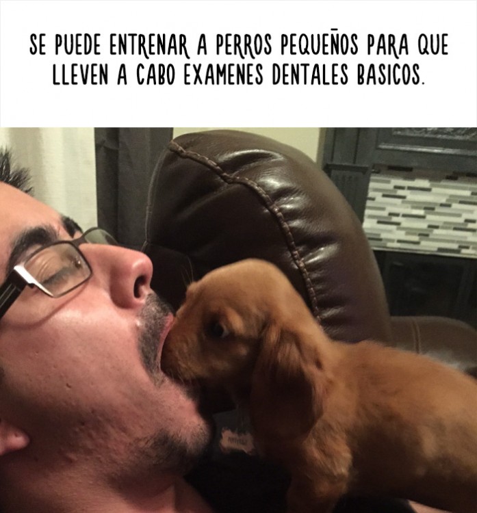 imagen de un perro metiendo su hocico en la boca de un hombre 