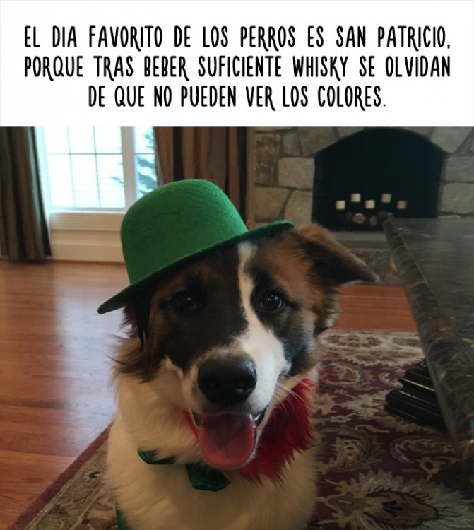 fotografía de un perro con sombrero que trae un dato curioso 
