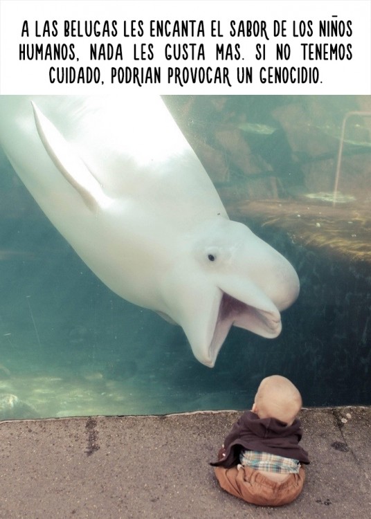 imagen de una beluga con un bebé 