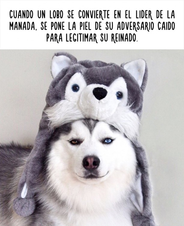 imagen de un perro con un dato curioso acerca de los lobos 