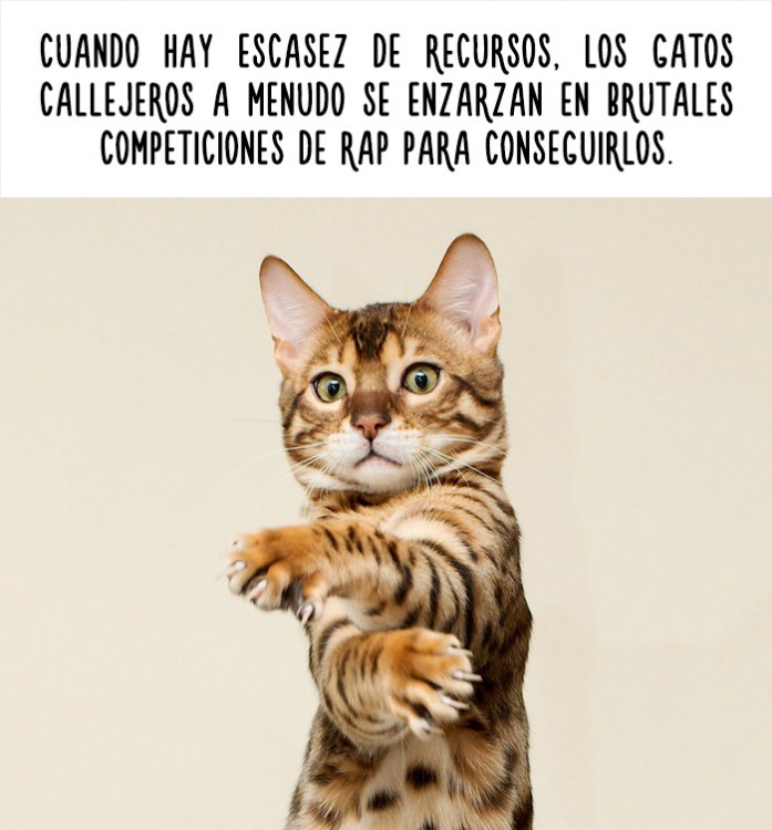 imagen de un gato con un dato curioso acerca de ellos 