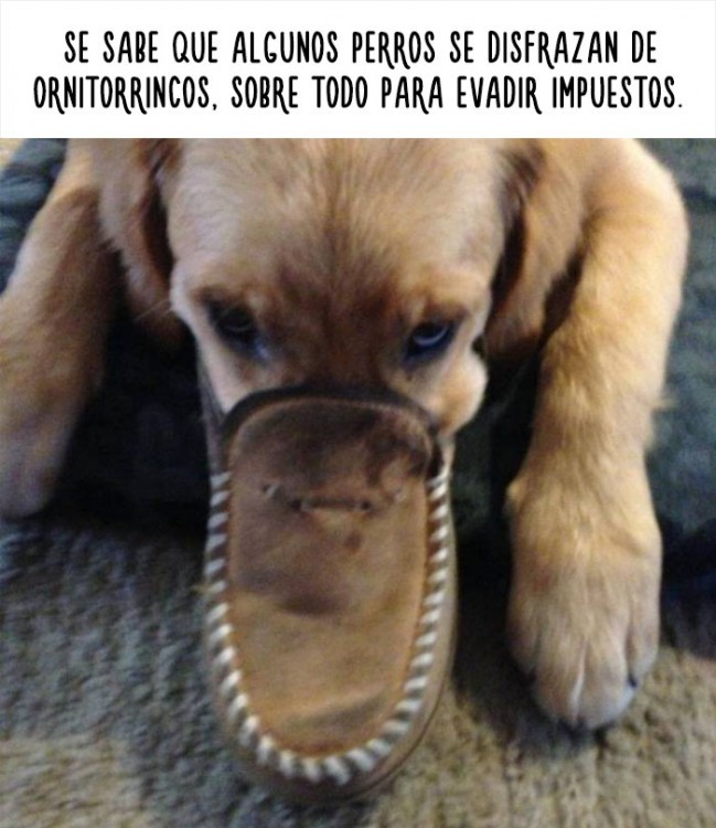 imagen de un perro con el hocico dentro de un zapato 