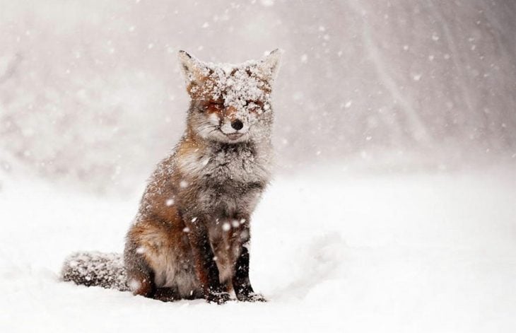 foto de un zorro en la nieve 