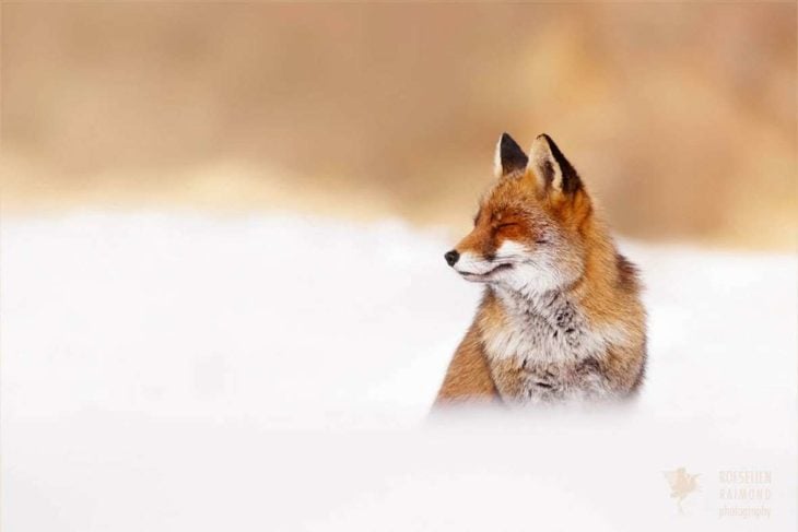 cara de un zorro con los ojos cerrados en un paisaje nevado 