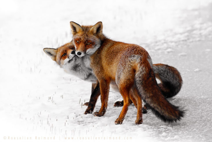 imagen de dos zorros acostado sobre la nieve 